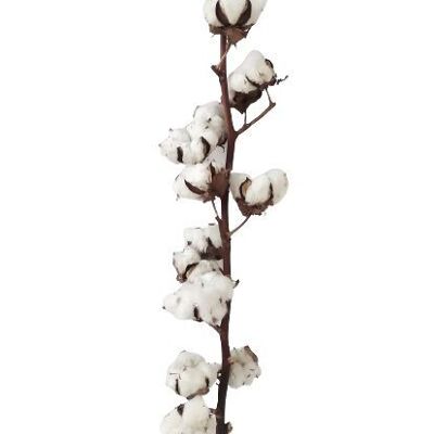 DRY COTTON