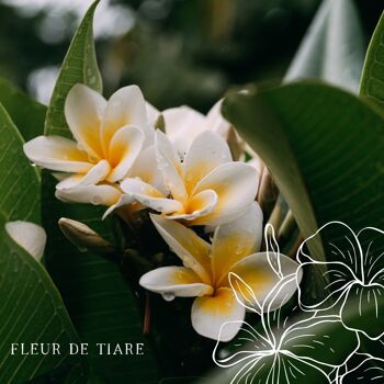 Fondant de cire parfumée Fleur de tiaré 4