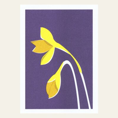 Postcard Narcissus