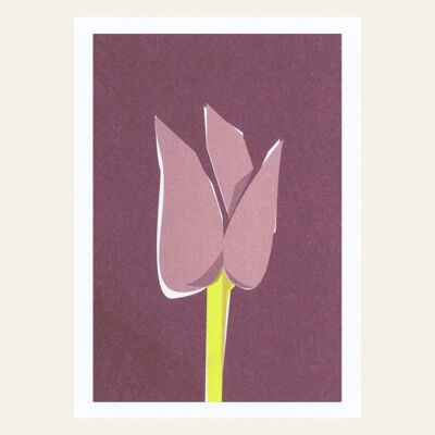 Tulipe de carte postale