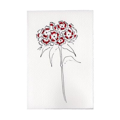 Charleston Collection Card - Sweet William