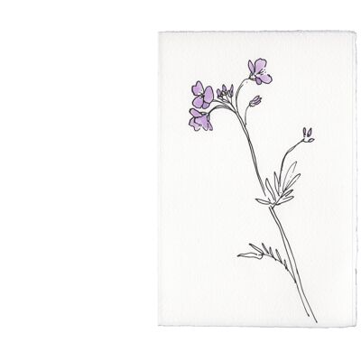 In The Meadow Card - Cuckoo Flower