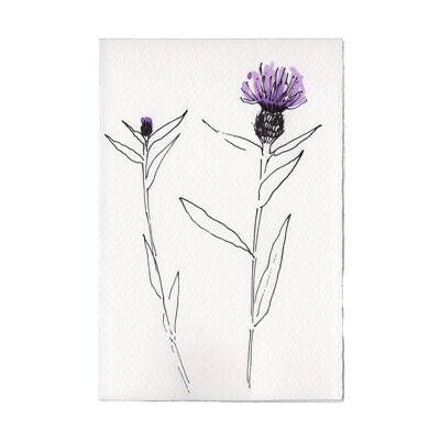 In The Meadow Card - Knapweed