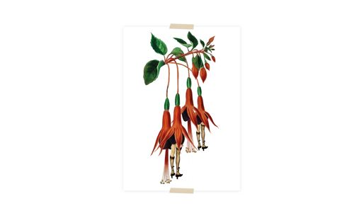 Postcard collage fuchsia with legs