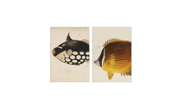 Collage de cartes postales de la collection Naturalis - Jut et Juul 3