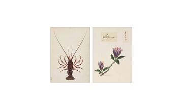 Collage de cartes postales de la collection Naturalis - La Danseuse 3