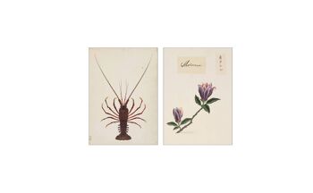 Collage de cartes postales de la collection Naturalis - La Danseuse 6