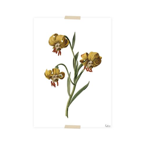 Print (A5) collage - Lily with men's heads