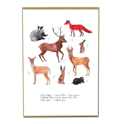 Sylvan Forest Animals Art Print
