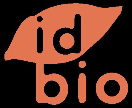 Cajun Cashewnüsse 5kg