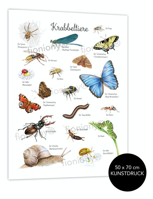 Krabbeltiere Poster weiß 50x70 cm UNGERAHMT