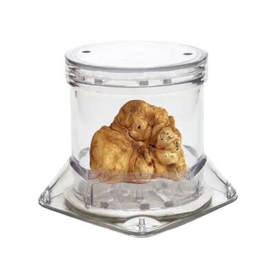 Bianchetto Truffle 40 g in Professional Tuber Pack