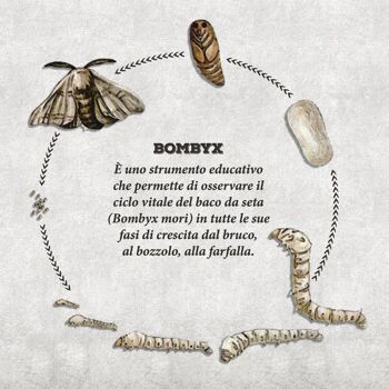 Bombyx, Le kit pour élever des vers à soie à la maison - Expérience pédagogique, Kits éducatifs scientifiques pour enfants, Idées cadeaux garçon fille, Anniversaire, Idée cadeau fille 5