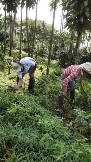 Café Gaïa, Honduras 3