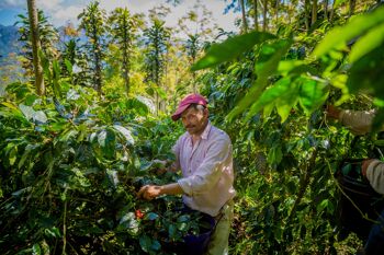 Café Gaïa, Honduras 5