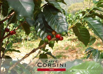 Capsules compostables compatibles NESPRESSO® | Café Colombie | Pack de 10 gélules 3