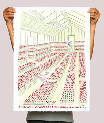 AFFICHE 56x76cm SEMPE TULIPE