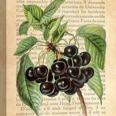 Modern botanical painting, print on canvas: Remy Dellal, Cherries