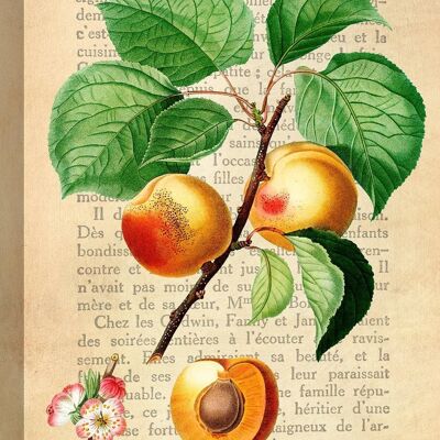 Modern botanical painting, print on canvas: Remy Dellal, Apricot