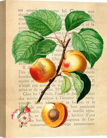 Peinture botanique moderne, impression sur toile : Remy Dellal, Abricot 1