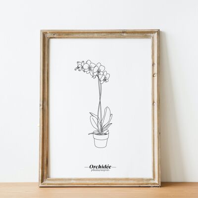 Póster de orquídeas - papel A5 / A4 / A3