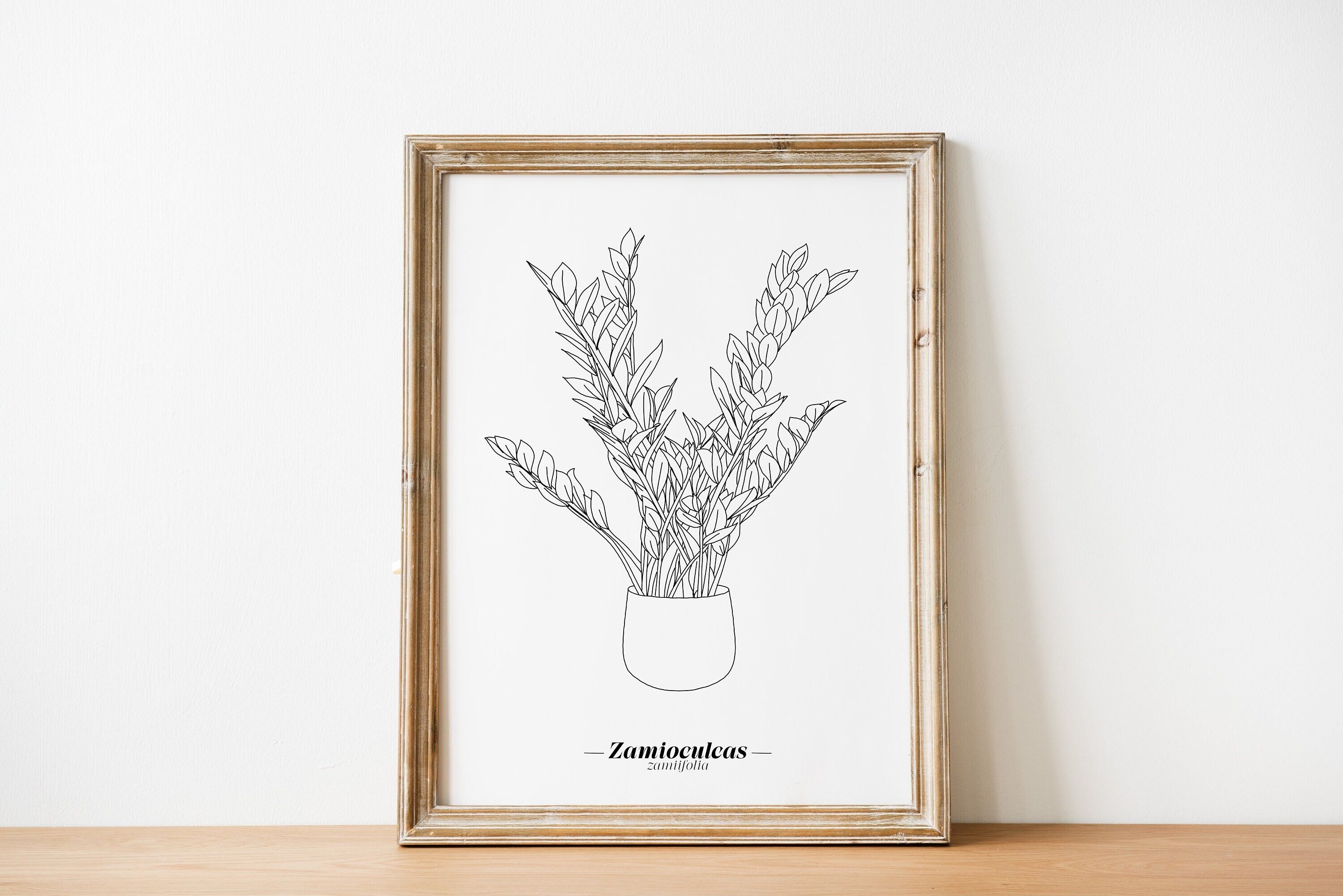 Poster Zamioculcas Zamiifolia - Carta A5 / A4 / A3