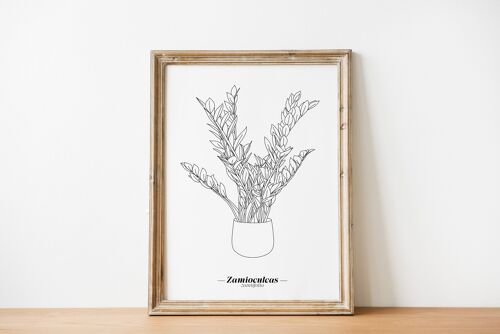 Affiche Zamioculcas Zamiifolia - Papier A5 / A4 / A3