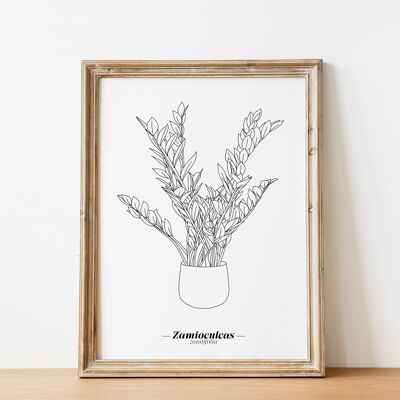 Zamioculcas Zamiifolia Poster – A5/A4/A3 Papier