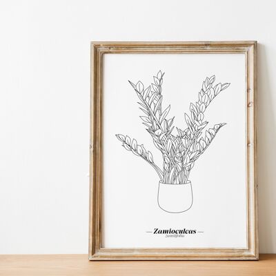 Affiche Zamioculcas Zamiifolia - Papier A5 / A4 / A3
