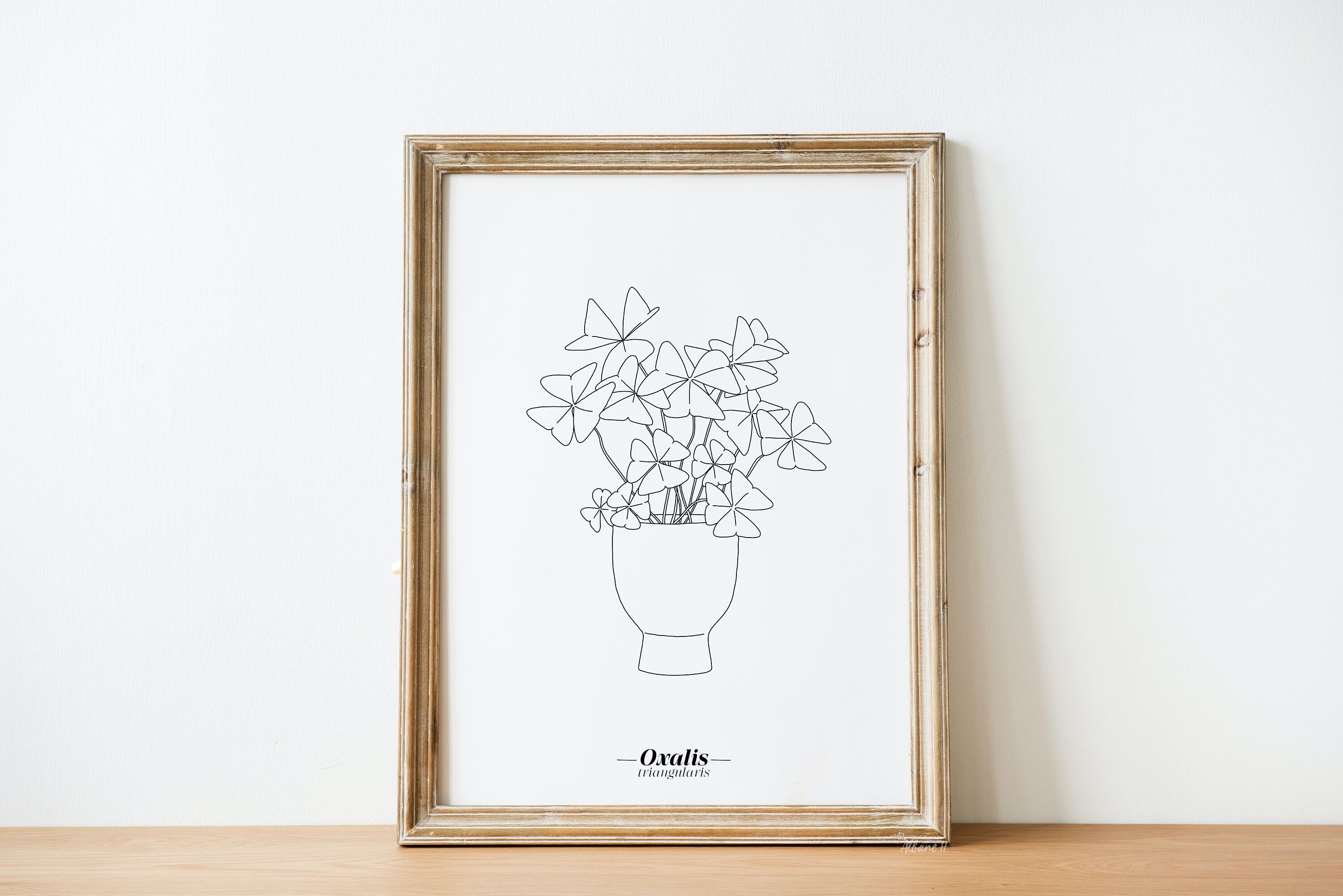 Poster Oxalis Triangularis - Carta A5 / A4 / A3