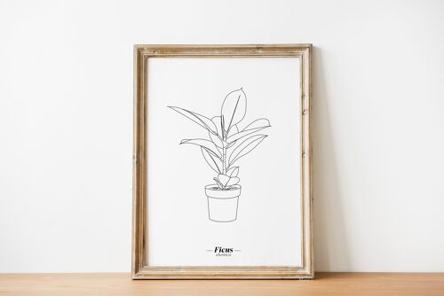 Affiche Ficus Elastica - Papier A5 / A4 / A3