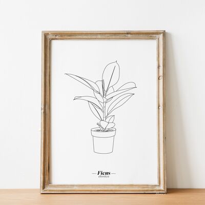 Ficus Elastica Poster - A5 / A4 / A3 Paper