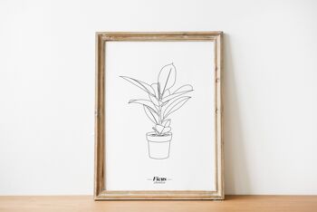 Affiche Ficus Elastica - Papier A5 / A4 / A3 1