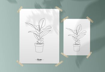 Affiche Ficus Elastica - Papier A5 / A4 / A3 2