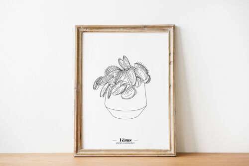 Affiche Vénus (plante carnivore) - Papier A5 / A4 / A3
