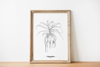 Affiche Népenthes Alata - Papier A5 / A4 / A3 1