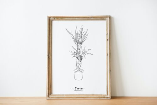 Affiche Yucca - Papier A5 / A4 / A3