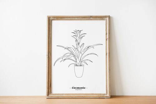 Affiche Guzmania Lingulata - Papier A5 / A4 / A3