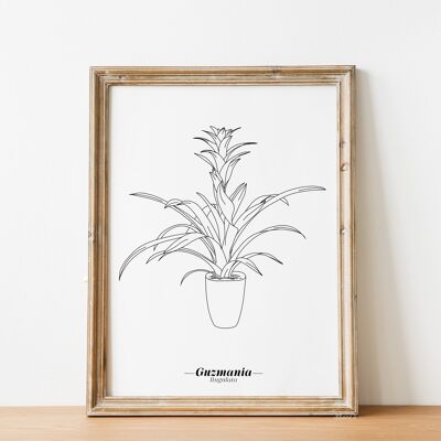 Affiche Guzmania Lingulata - Papier A5 / A4 / A3