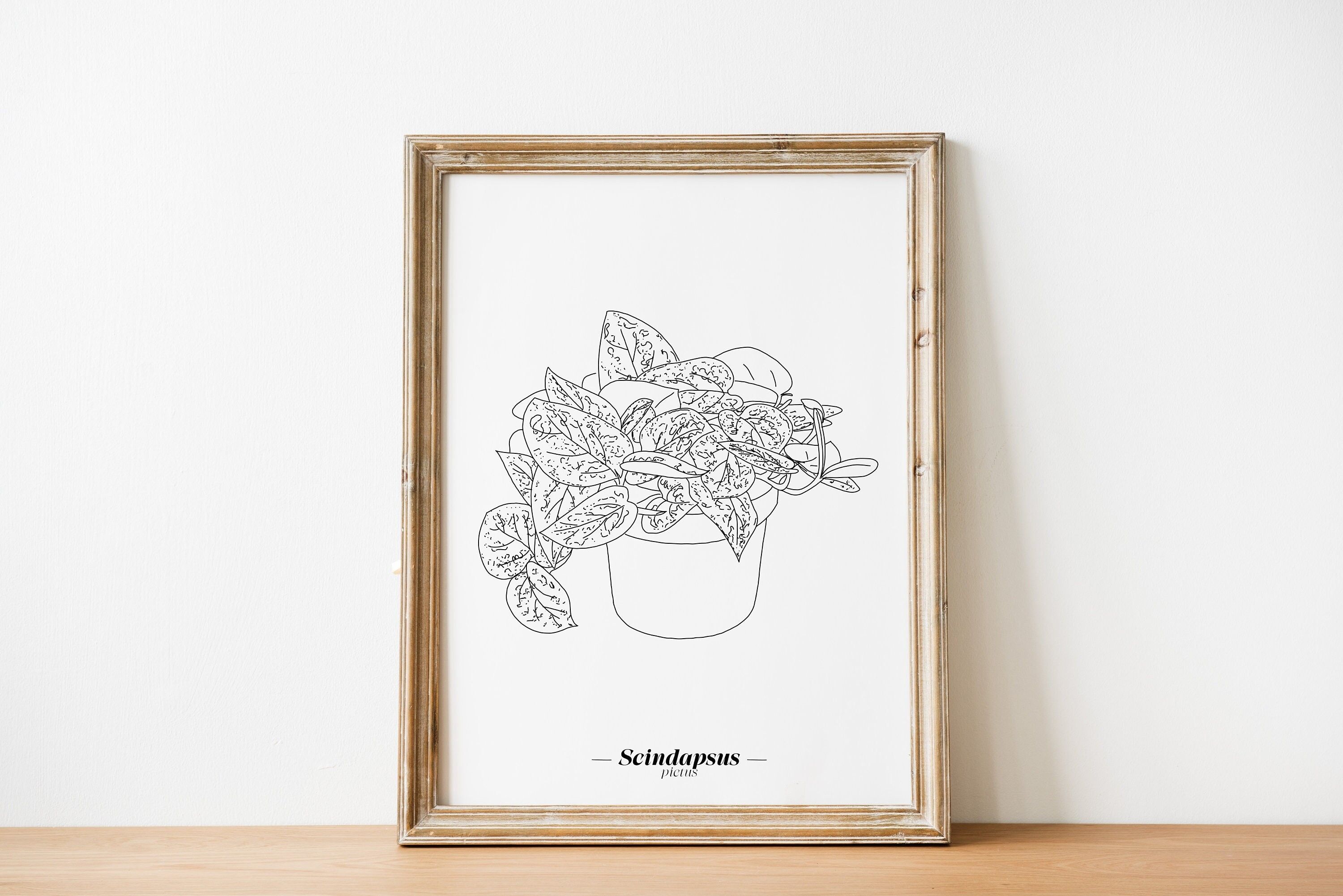 Poster Scindapsus Pictus - Carta A5 / A4 / A3