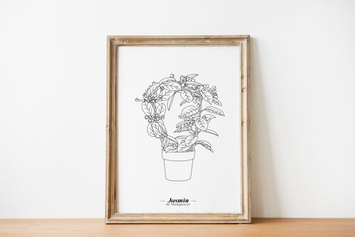 Affiche Jasmin - Papier A5 / A4 / A3