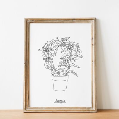 Affiche Jasmin - Papier A5 / A4 / A3