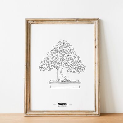 Poster Ulmus - carta A5 / A4 / A3