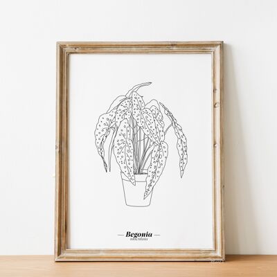 Affiche Begonia Maculata - Papier A5 / A4 / A3