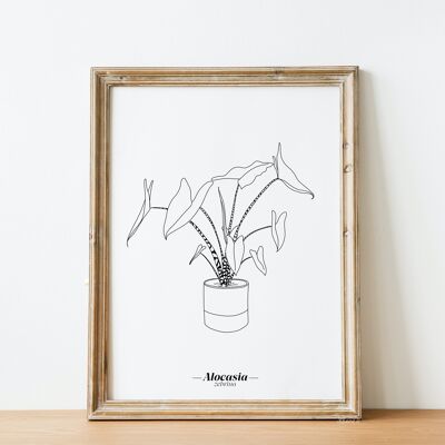 Poster Alocasia Zebrina - Carta A5 / A4 / A3