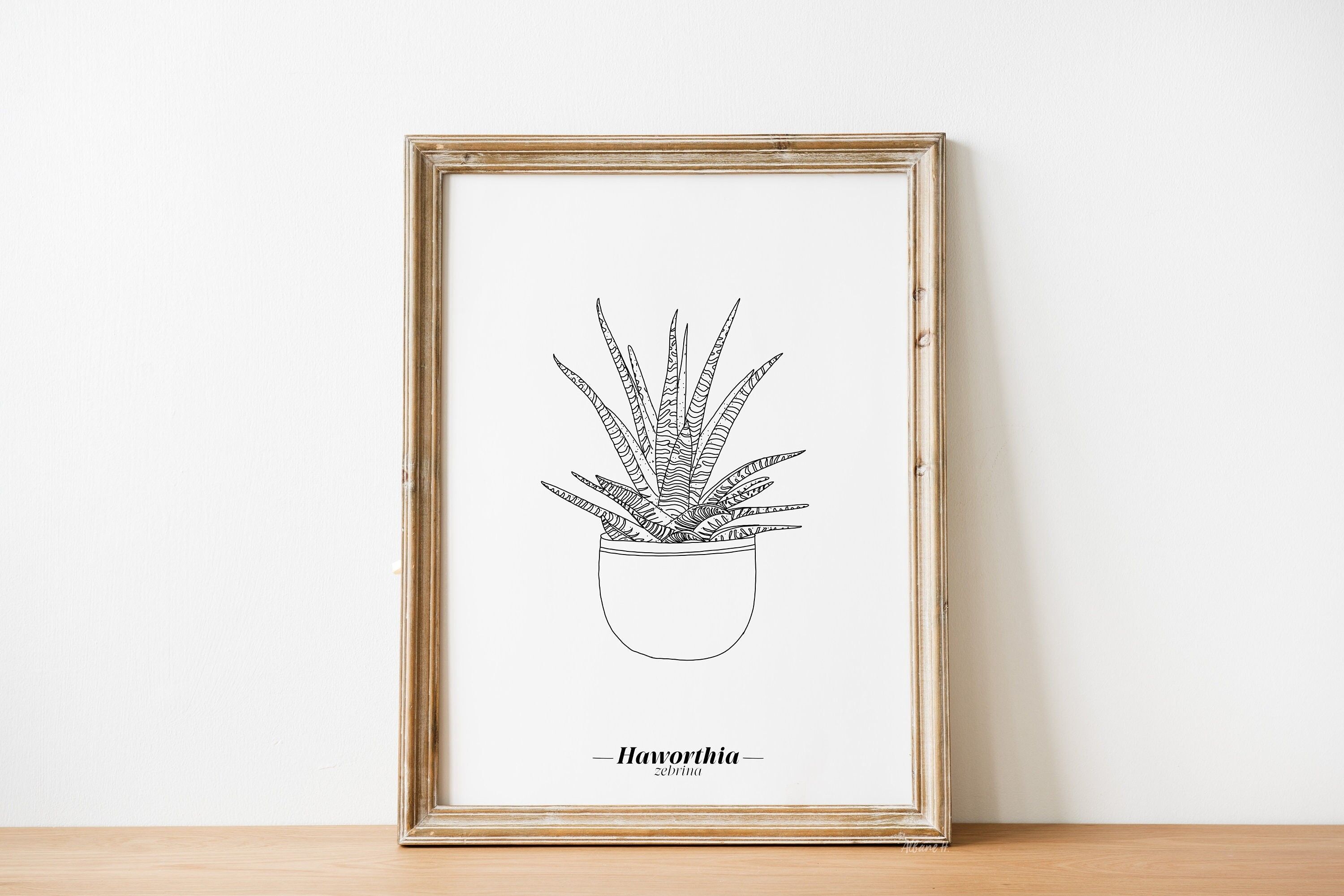 Poster Haworthia Zebrina - Carta A5 / A4 / A3