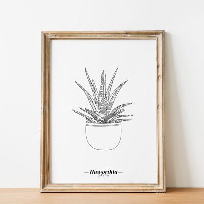 Haworthia Zebrina Poster – A5/A4/A3 Papier