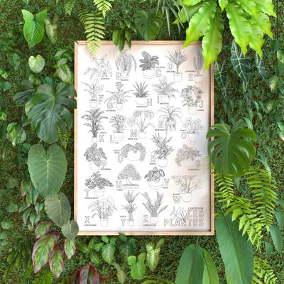 Pflanzen-Alphabet-Poster – A3-Papier / 40 x 60