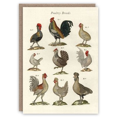 Poultry Breeds