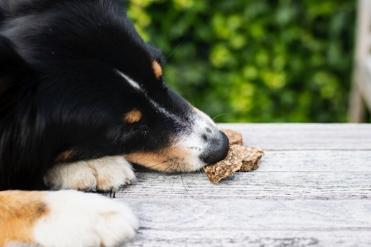 Tallero di merluzzo per cani